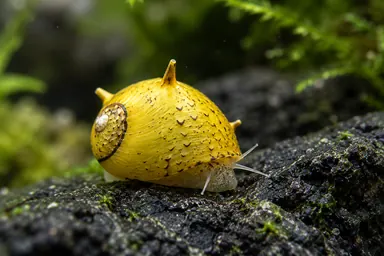 Gelbe Geweihschnecke auf einem Stein im Aquarium