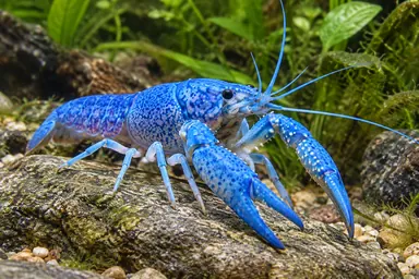 Blauer Floridakrebs auf einem Stein im Aquarium