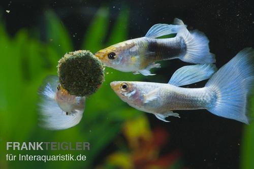 Fischfutter für Aquarienfische und Gartenteichfische