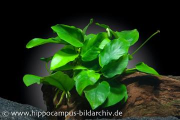 Anubias auf Wurzelholz