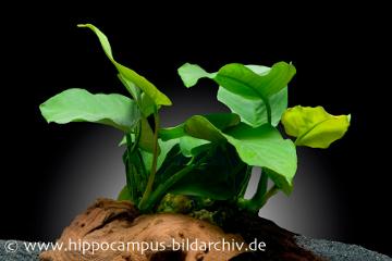 Anubias sind hartlaubige Aquarienpflanzen