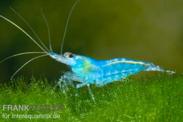 Leuchtend blaue Zwerggarnele