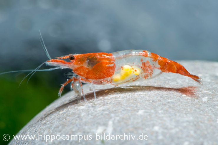 Zwerggarnele gross Rili Shrimp