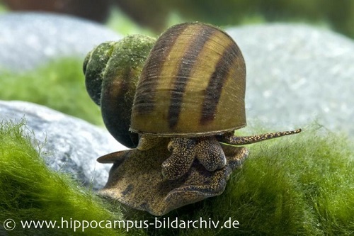 Auch attraktive Schnecken gibt es für das unbeheizte Aquarium