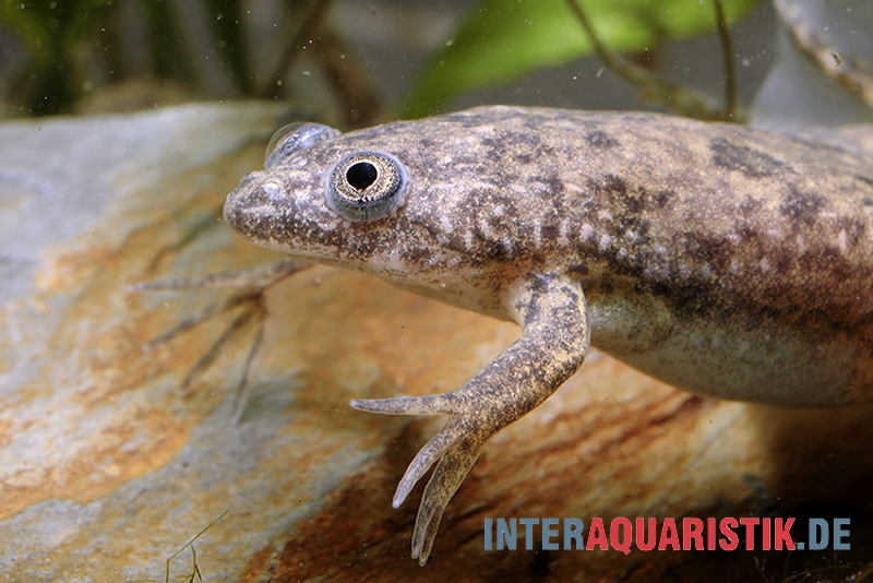 Großer Krallenfrosch, Xenopus muelleri