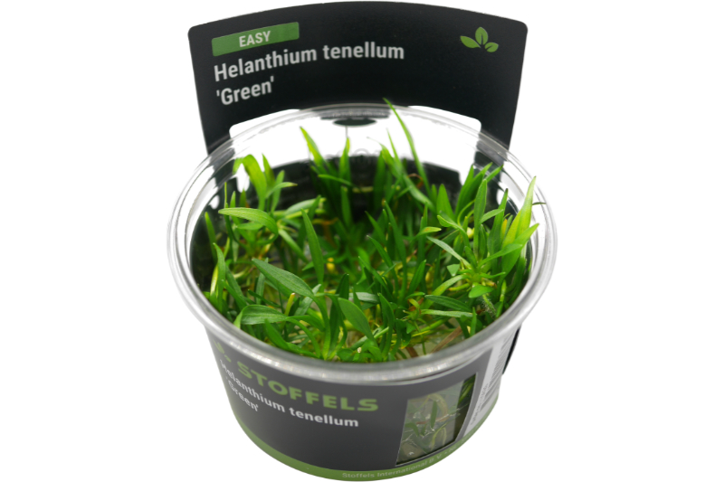 Grasartige Zwergschwertpflanze, Helanthium tenellum "Green", In Vitro