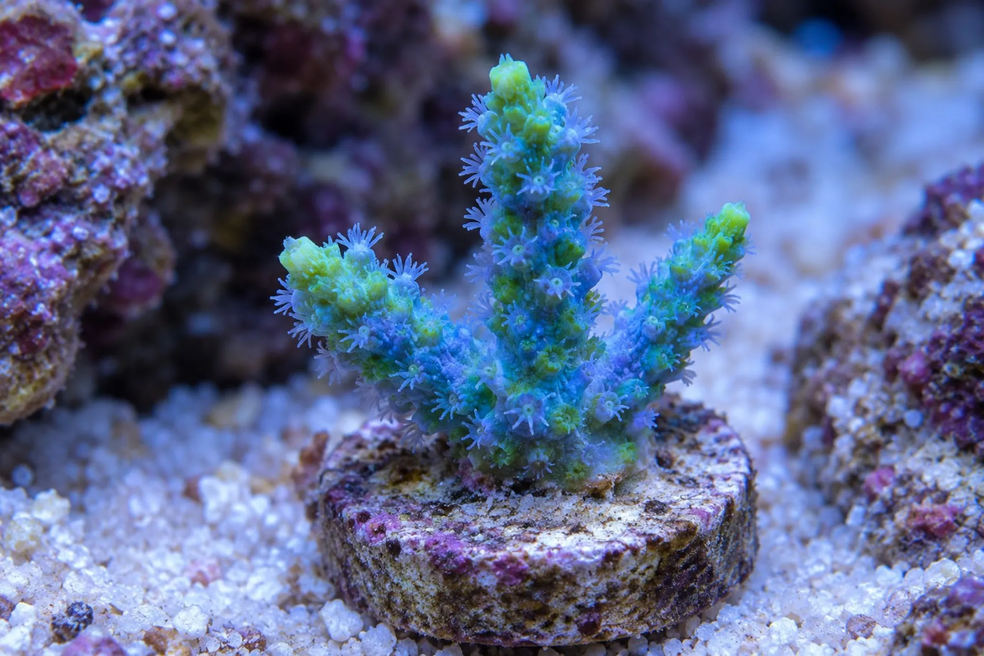 Geweihkoralle „Blau/Grün“ (Nachzucht), Acropora horrida, Größe S–M