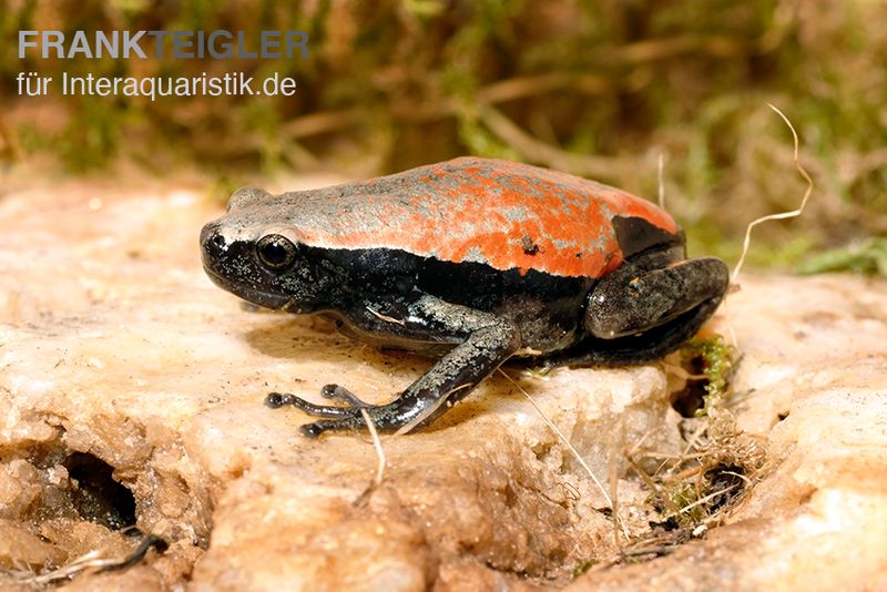 Roter Wendehalsfrosch, Phrynomantis microps