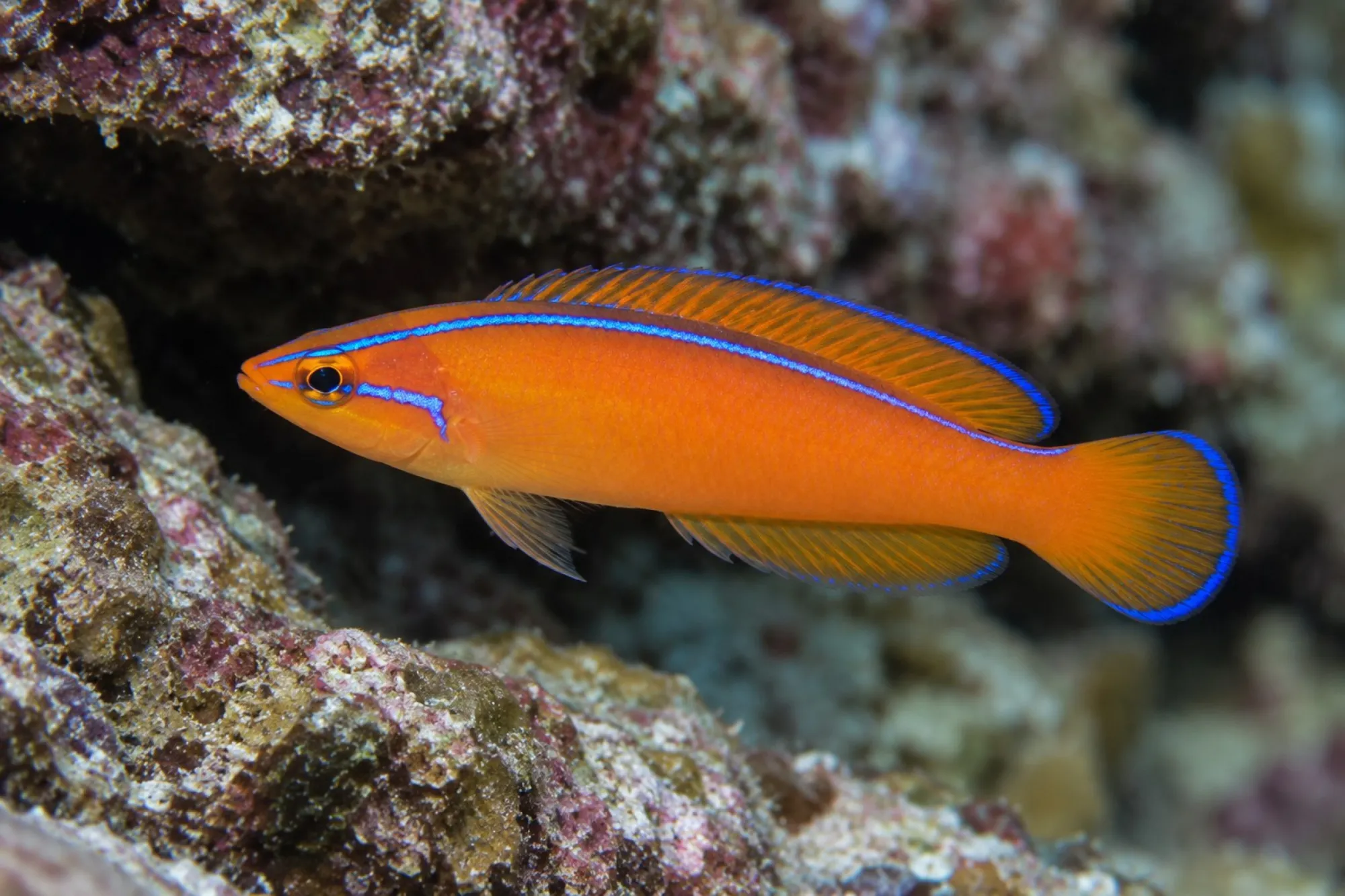 Aldabra Zwergbarsch – Nachzucht, Pseudochromis aldabraensis