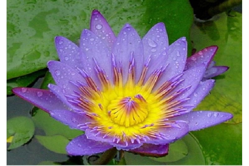 Lila Seerose, Nymphaea panama pacific