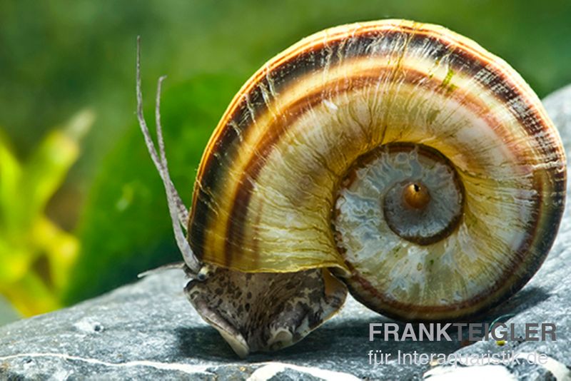 Paradiesschnecke 'Natur', Marisa cornuarietis