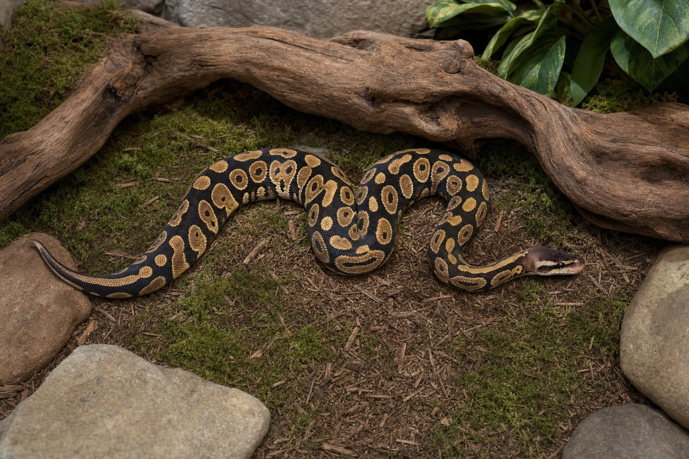 Königspython „Copper“, Python regius