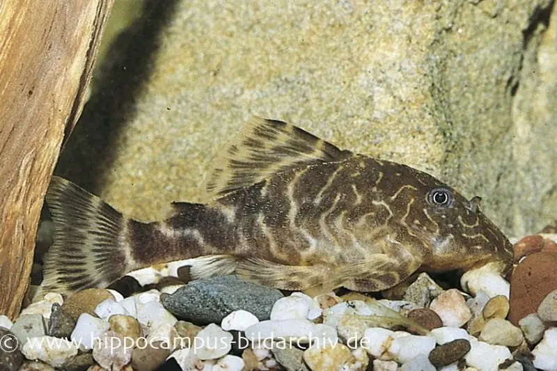 Wels L103, Zwergharnischwels, Peckoltia pulcher, 4-5 cm