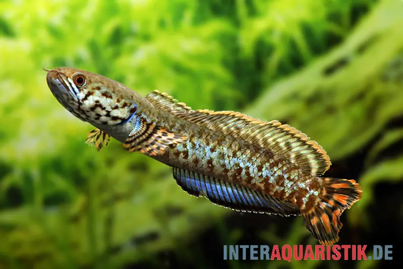 Regenbogen-Schlangenkopf, Channa bleheri, 10 cm