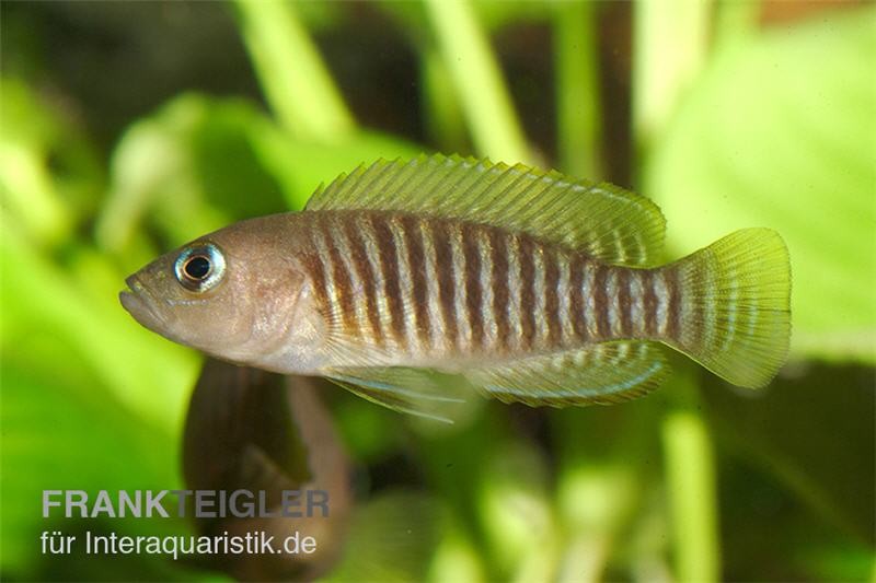 Gestreifter Schneckenbuntbarsch, Neolamprologus multifsciatus, DNZ