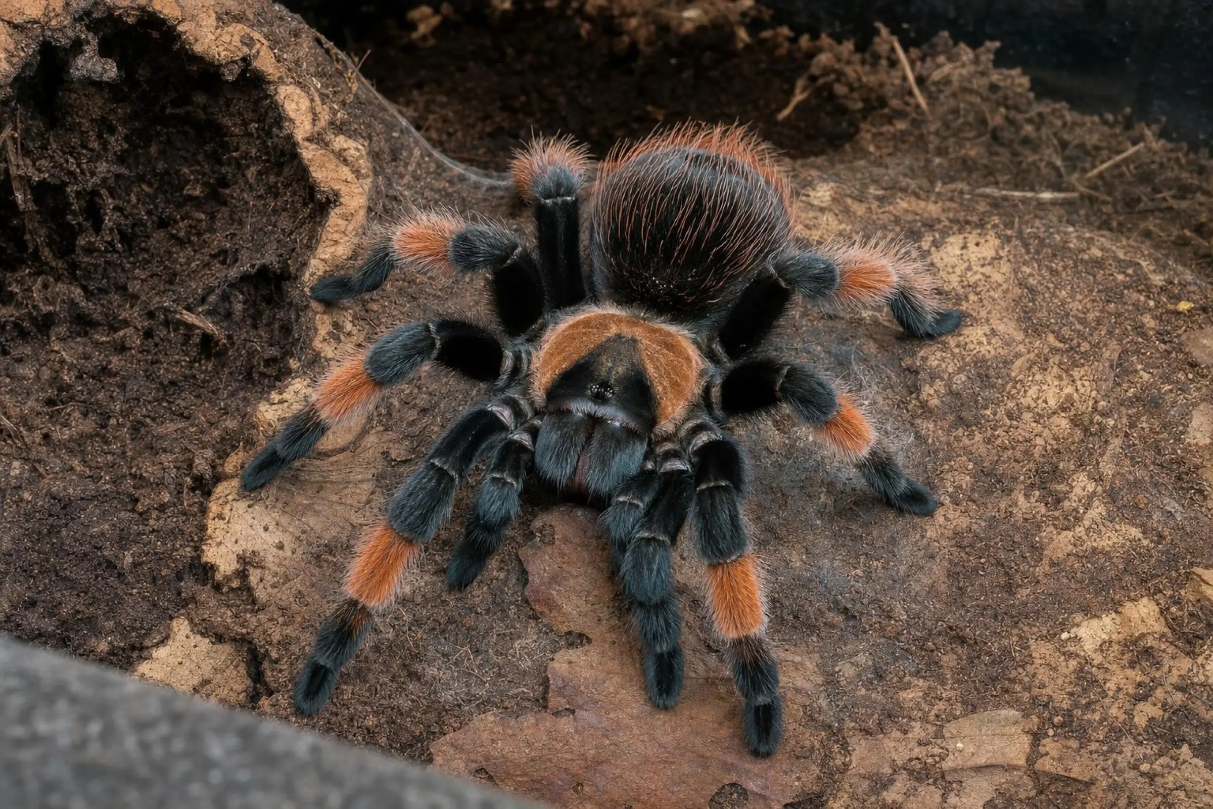 Orangebein-Vogelspinne, Brachypelma emilia
