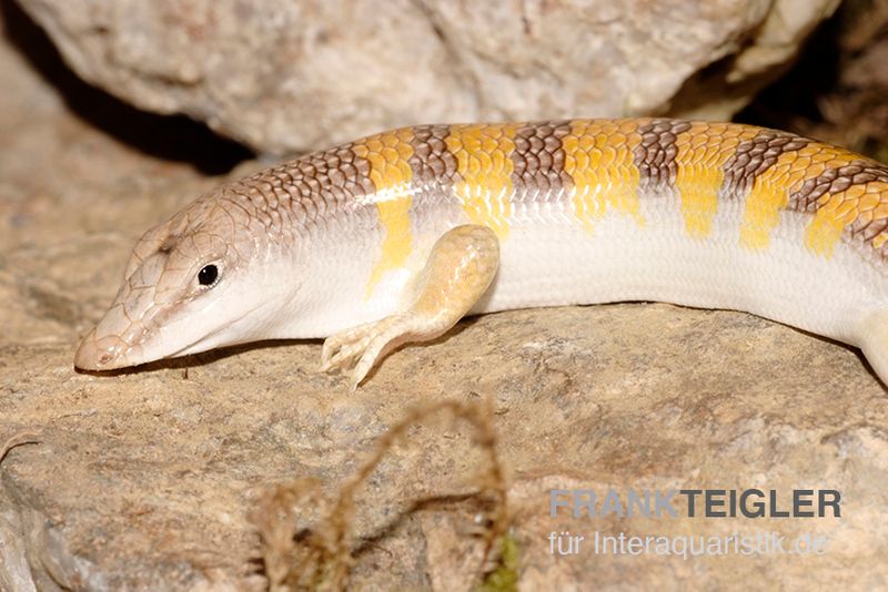 Apothekerskink, Scincus scincus