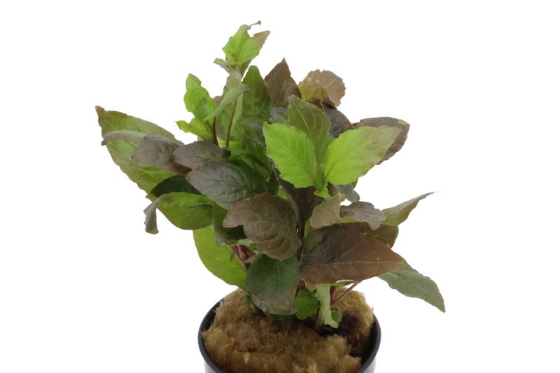 Riesenwasserfreund "Nomaphila", Hygrophila corymbosa, im Topf