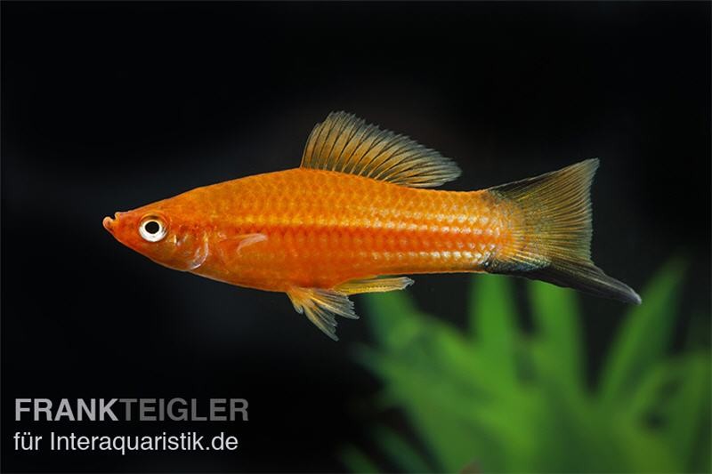 Schwertträger Komet Rot, Xiphophorus helleri, Zufällig ausgewählt