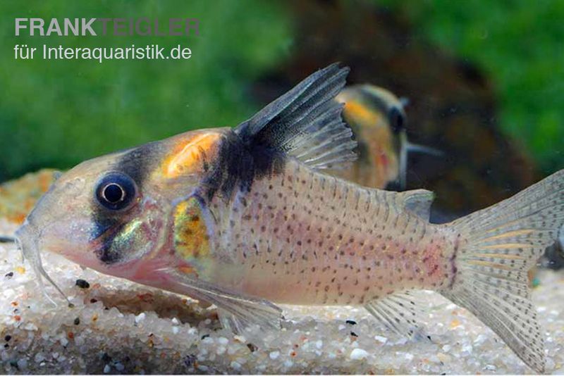 Rio-Negro-Panzerwels, Corydoras kanei