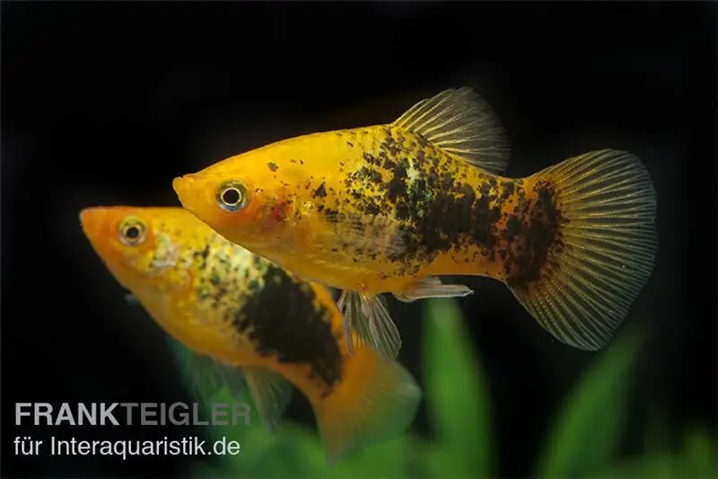 Platy Sunset Tuxedo, Xiphophorus maculatus