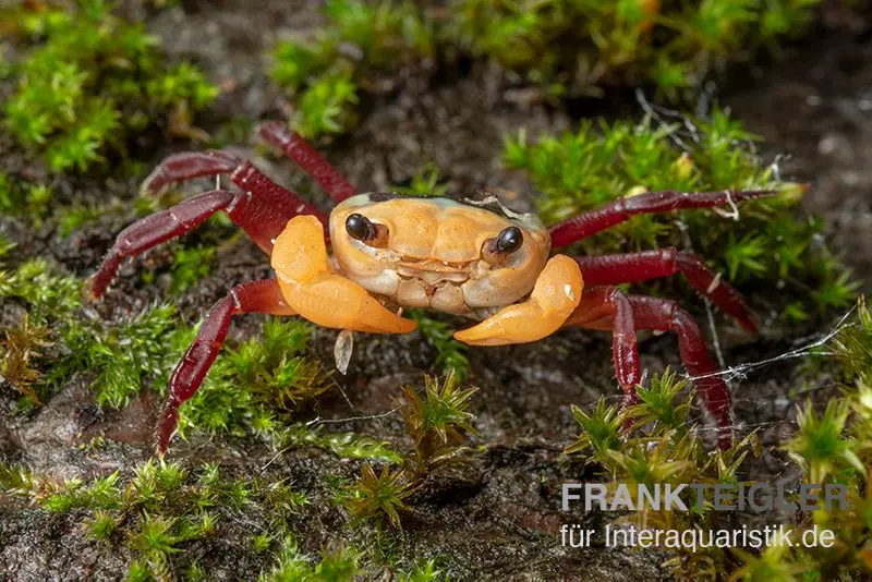 Topas-Landkrabbe, Lepidothelphusa sp.