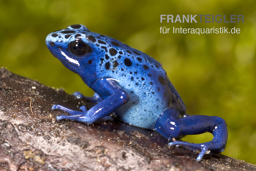 Azurblauer Baumsteiger, Dendrobates tinctorius azureus