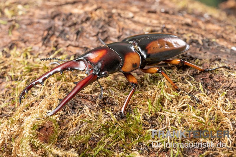 Savagei-Geweihkäfer, Prosopocoilus savagei, paarweise