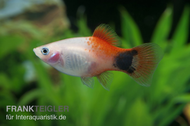 Pinker Mickey Mouse Ananas Platy, Xiphophorus maculatus