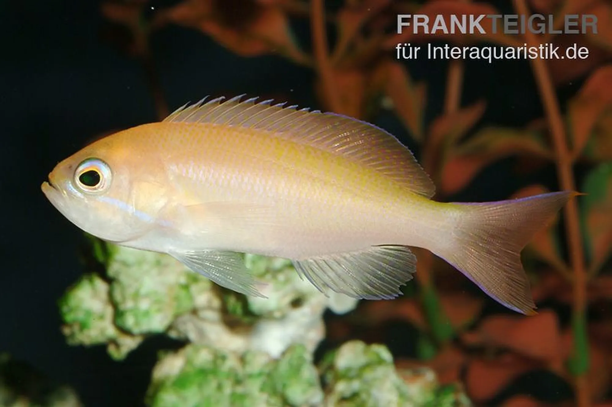 Flammen-Fahnenbarsch, Pseudanthias cooperi