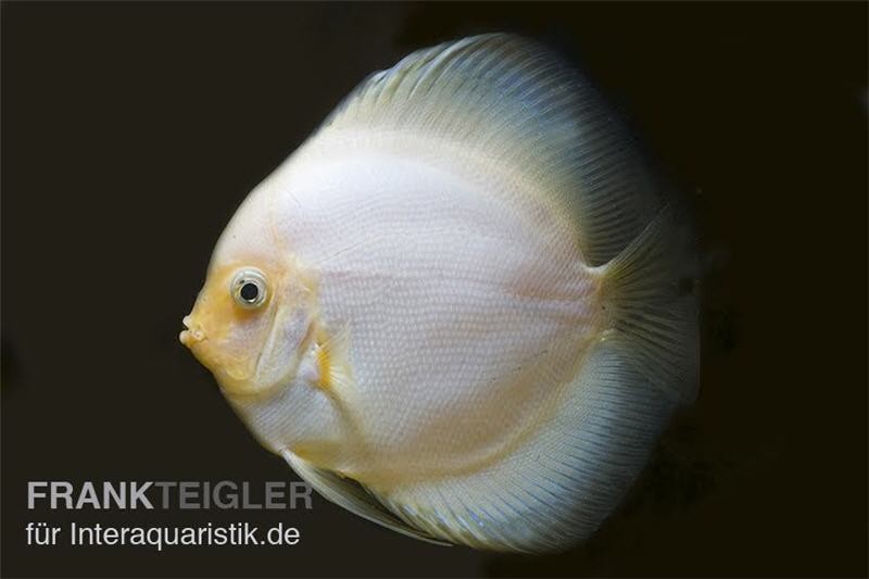 Diskusfisch ASIA-NZ, Symphysodon discus White Diamond, 2 Zoll, 5-6 cm