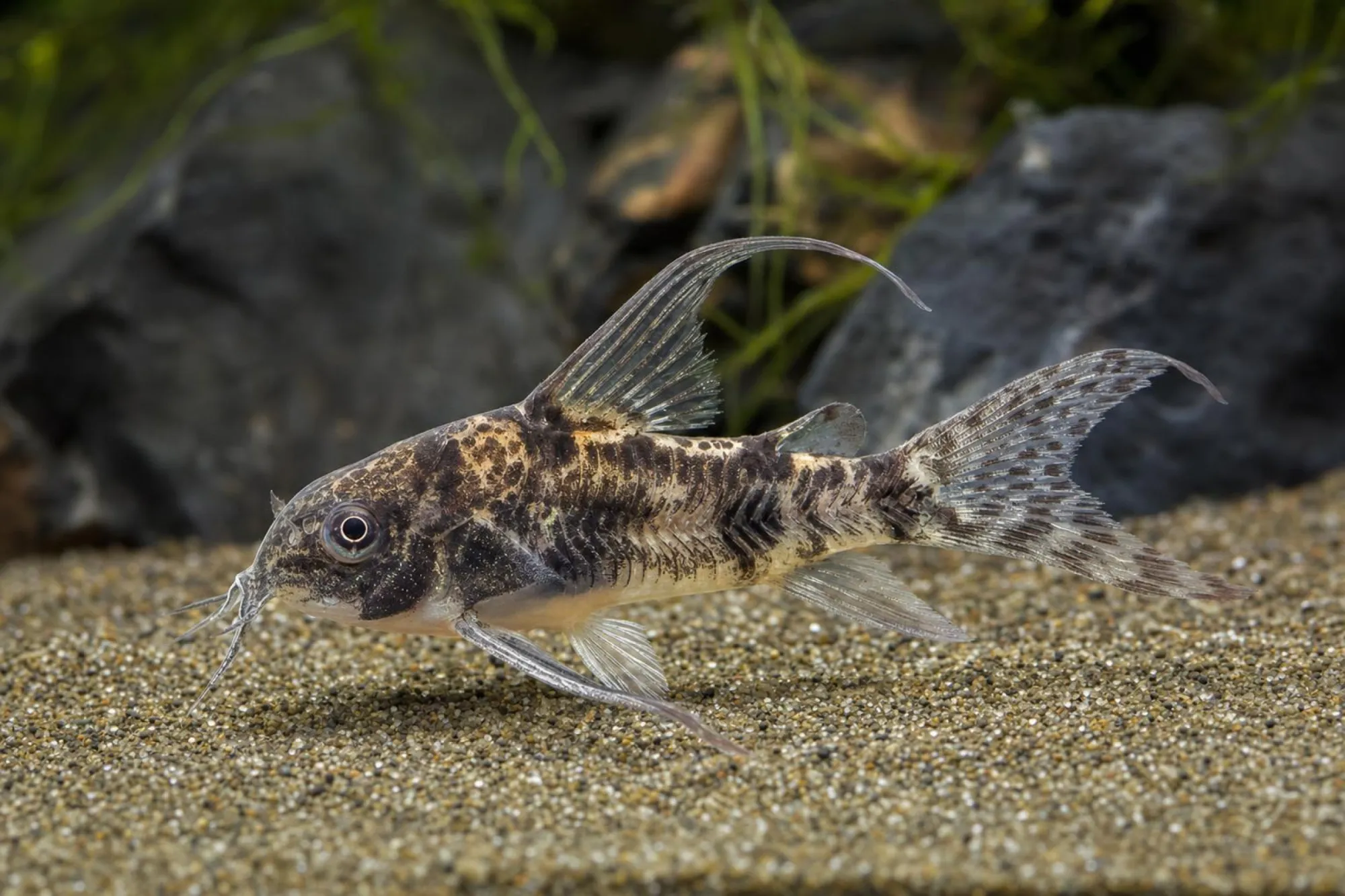 Marmorierter Panzerwels „Long Fin“, Hoplisoma paleatum (Corydoras paleatus)