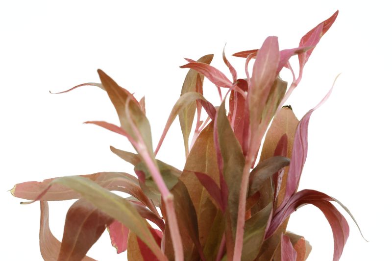 Dunkelrotes Papageienblatt, Alternanthera reineckii "Rot", online kaufen