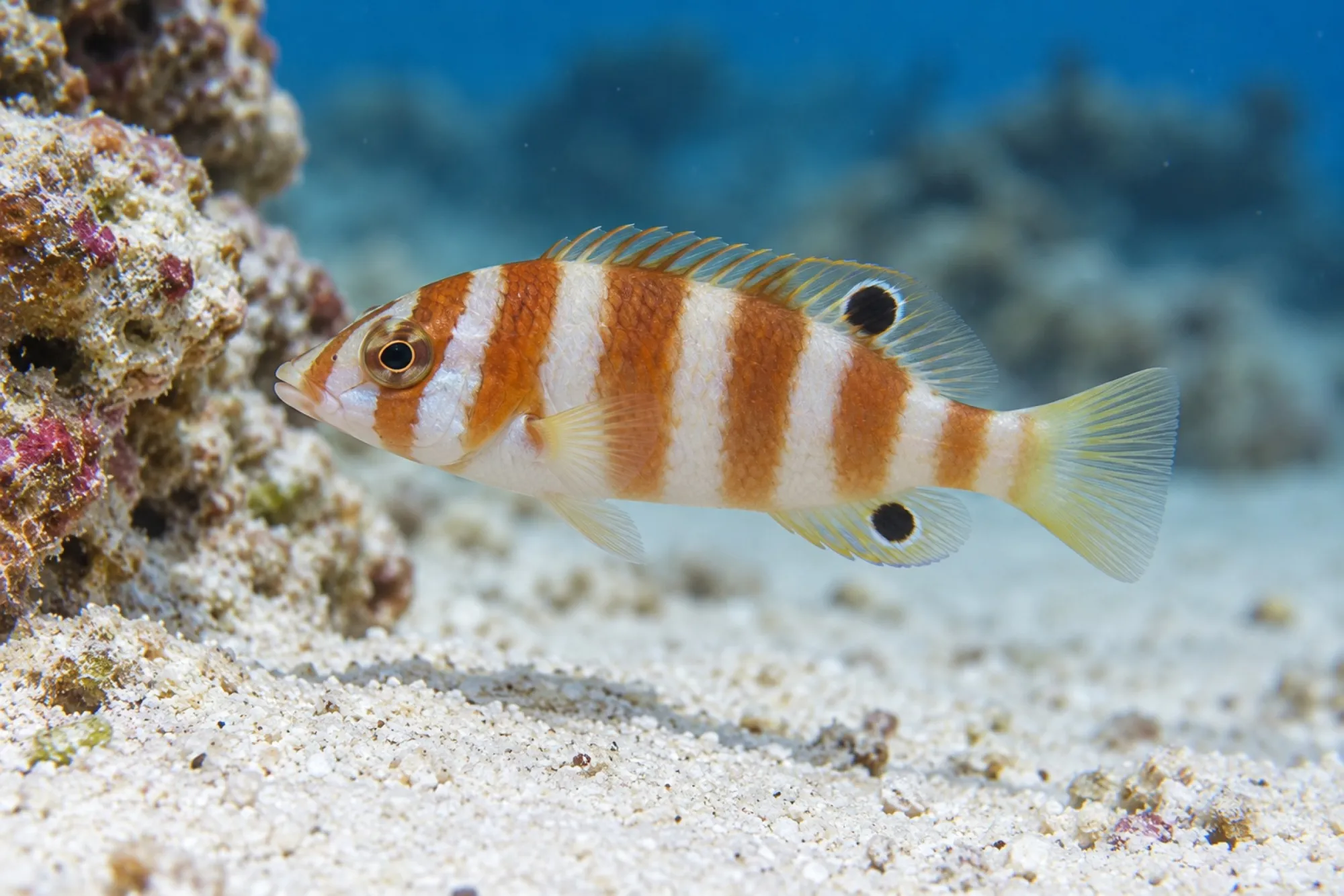 Harlekin-Lippfisch Nachzucht, Choerodon fasciatus