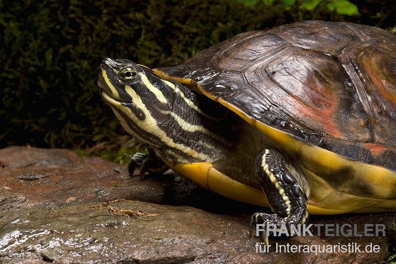 Florida-Rotbauch-Schmuckschildkröte, Pseudemys nelsoni FZ