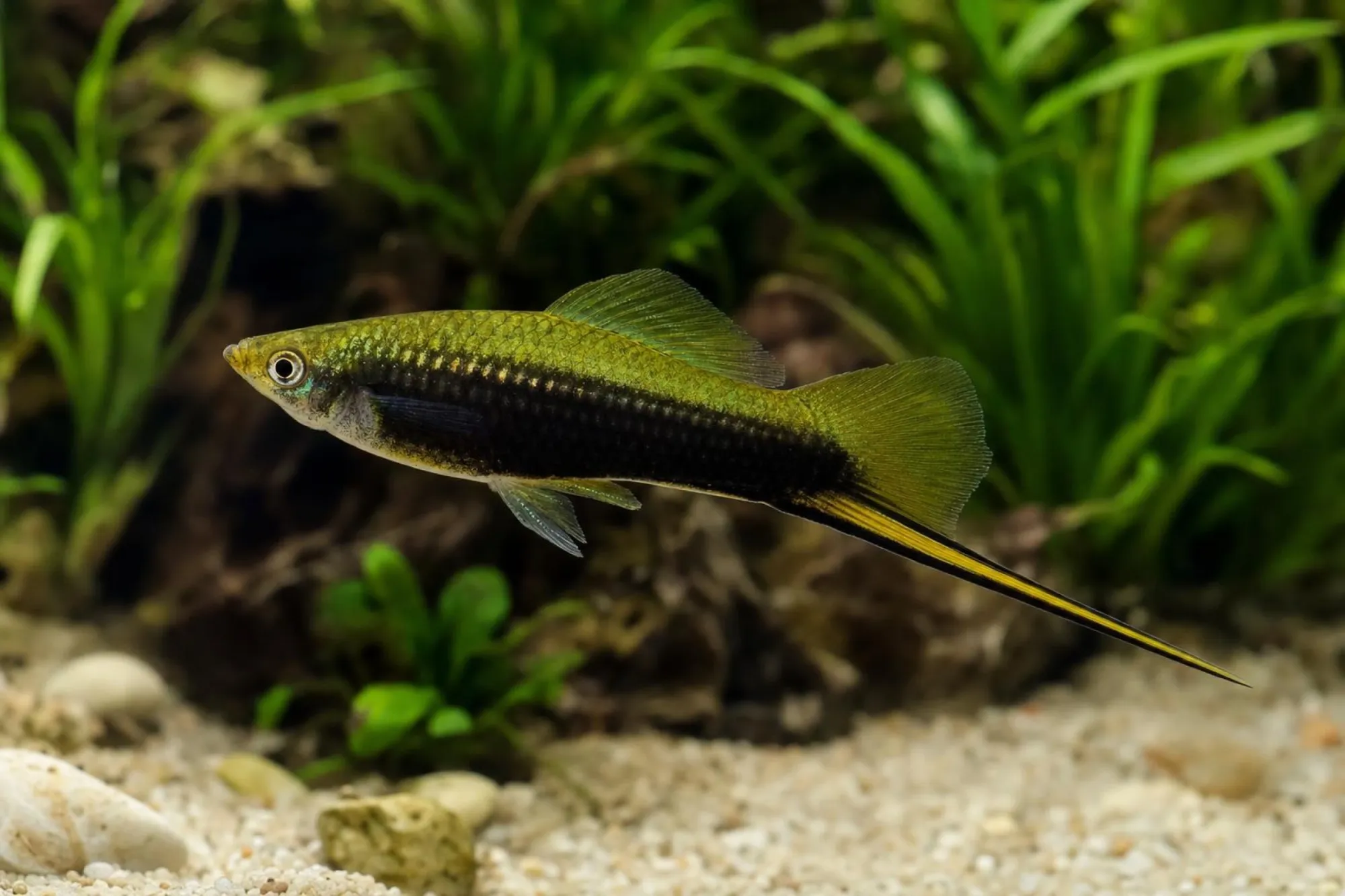 Grüner Tuxedo-Schwertträger, Xiphophorus hellerii
