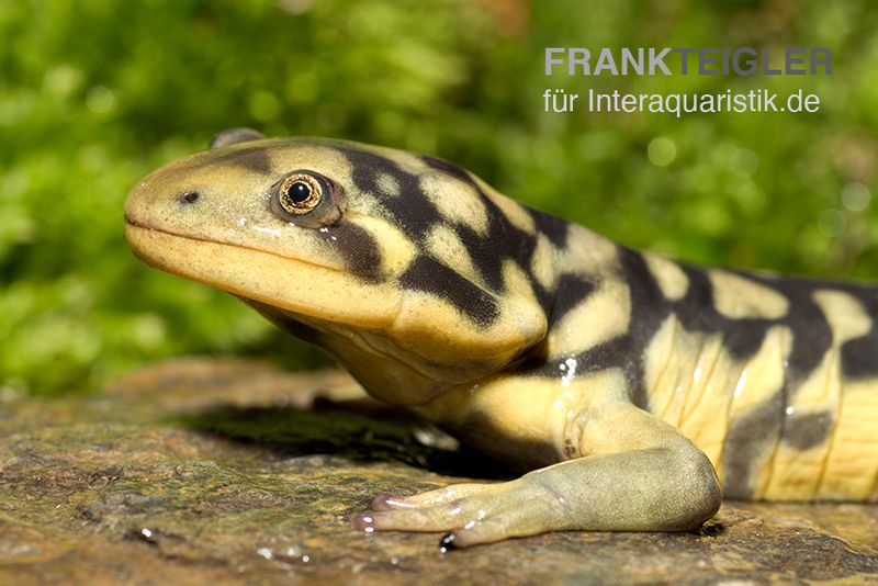 Tigersalamander, Ambystoma tigrinum tigrinum