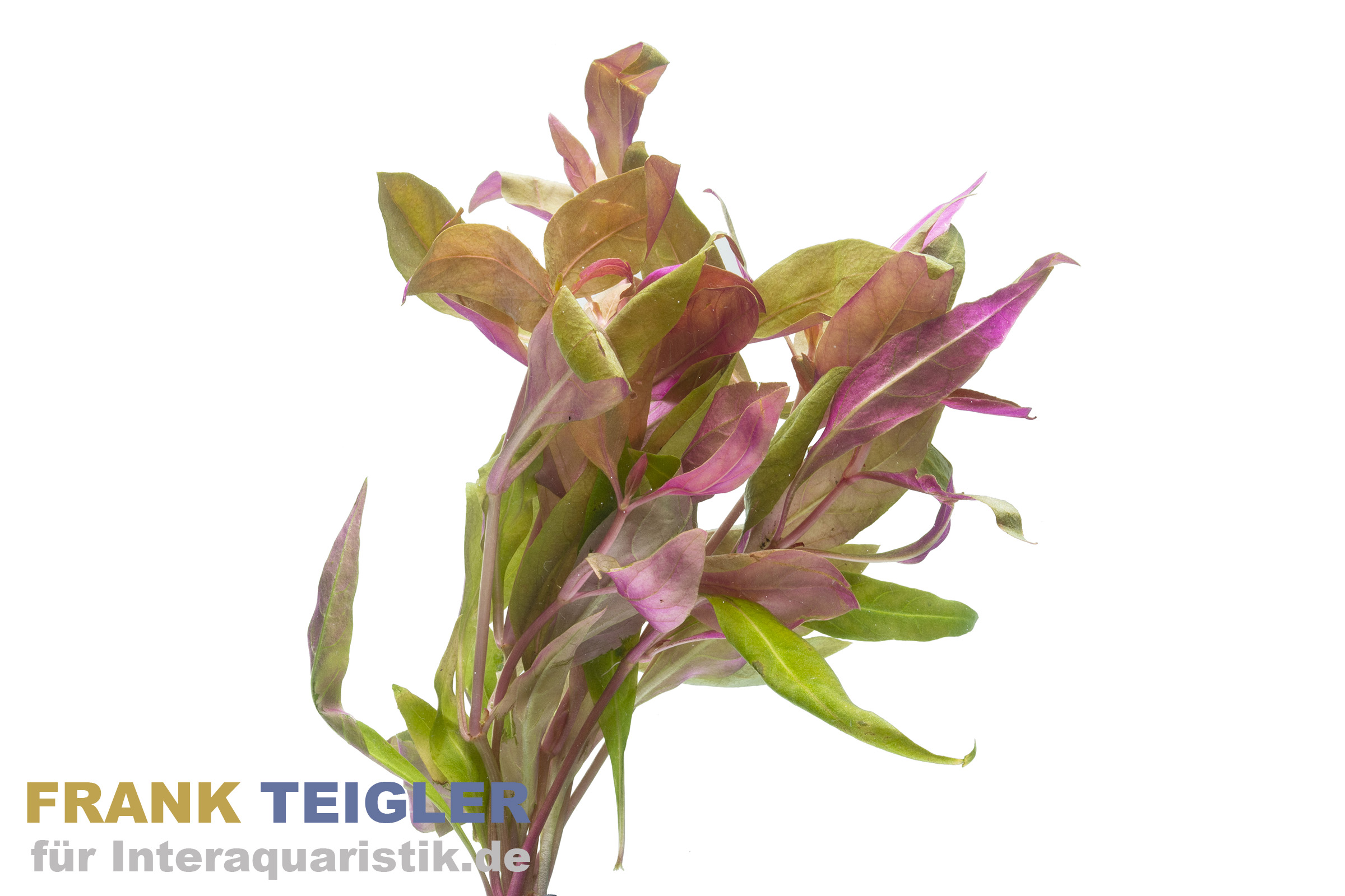 Pinkes Papageienblatt, Althernanthera rosaefolia, Bund