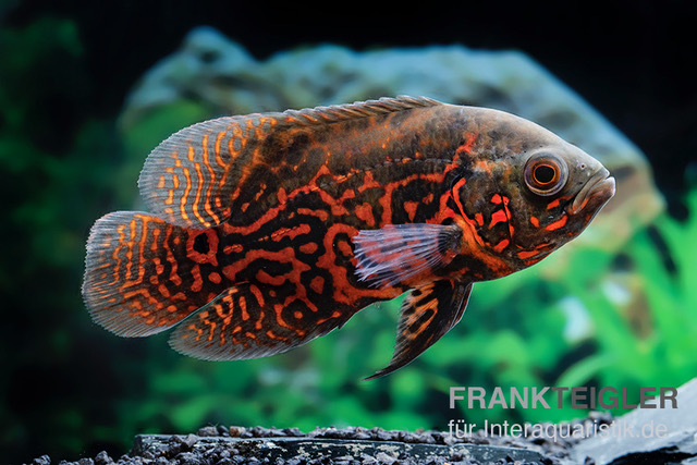 Pfauenaugenbuntbarsch "Black Tiger", Astronotus ocellatus