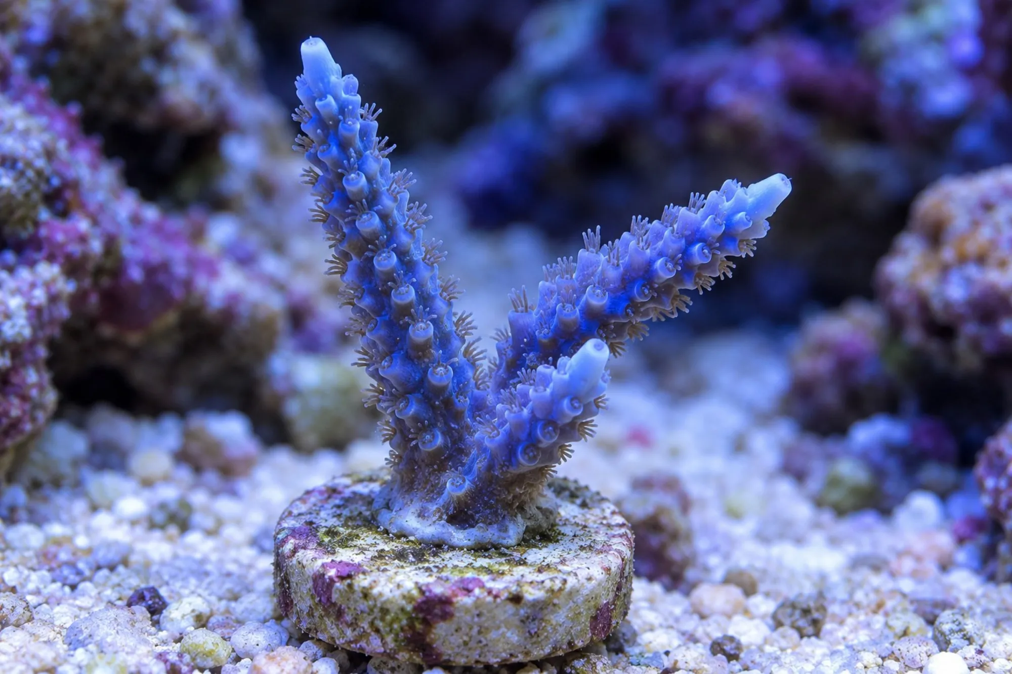 Geweihkoralle „Staghorn Blau“ (Nachzucht), Acropora spec., Größe S–M