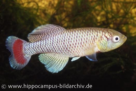 Killifisch Torfansatz Nothobranchius jubbi, 30 Eier