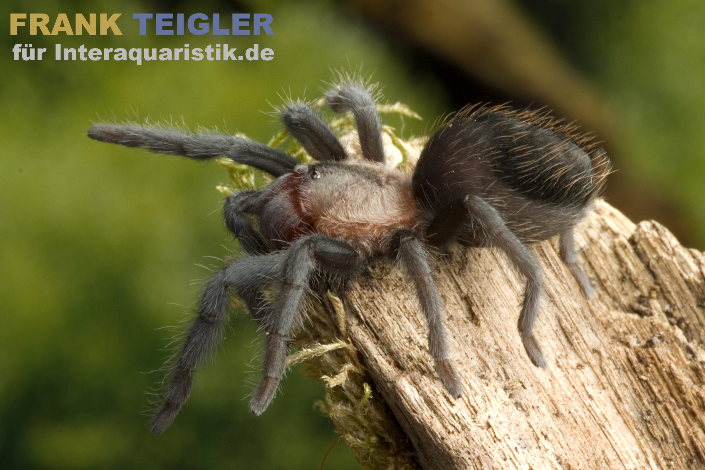 Schroeders Rotfuß-Vogelspinne, Brachypelma schroederi