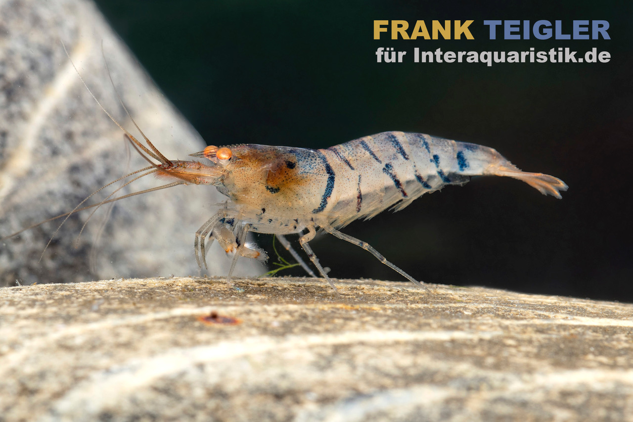Blau gestreifte Tigergarnele "Orange Eye", Caridina mariae "Blue striped"