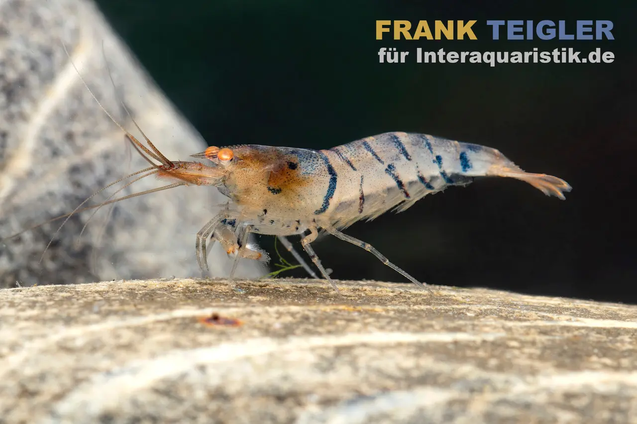 Blau gestreifte Tigergarnele "Orange Eye", Caridina mariae "Blue striped"