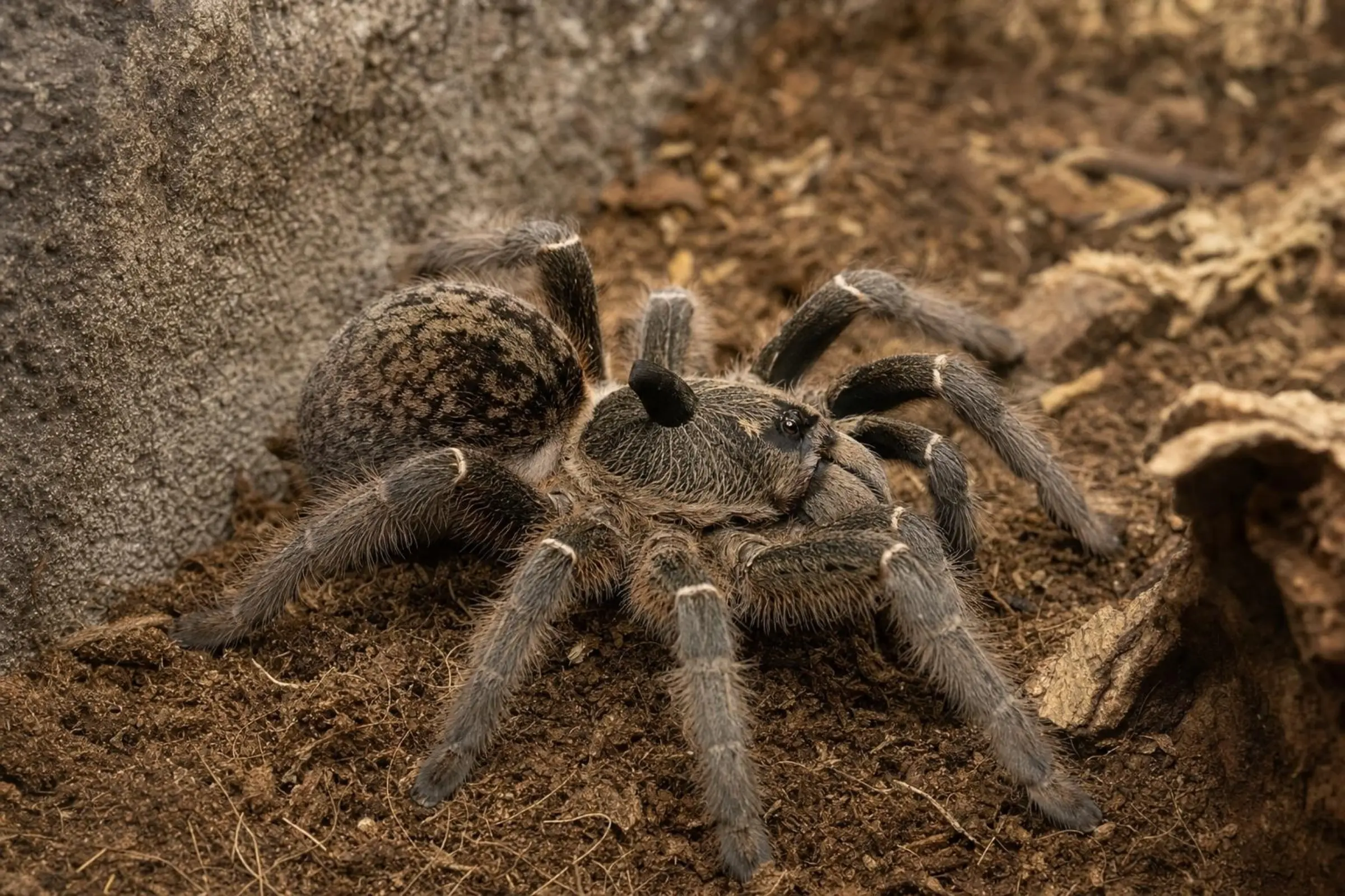 Afrikanische Höckervogelspinne, Ceratogyrus darlingi