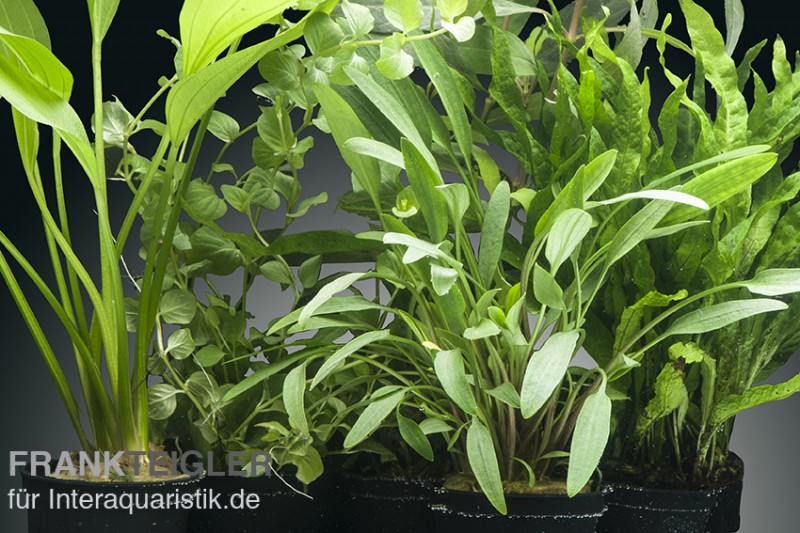 Aquarienpflanzen-Set Tongass, 5 Töpfe, Aquarienpflanzen-Set