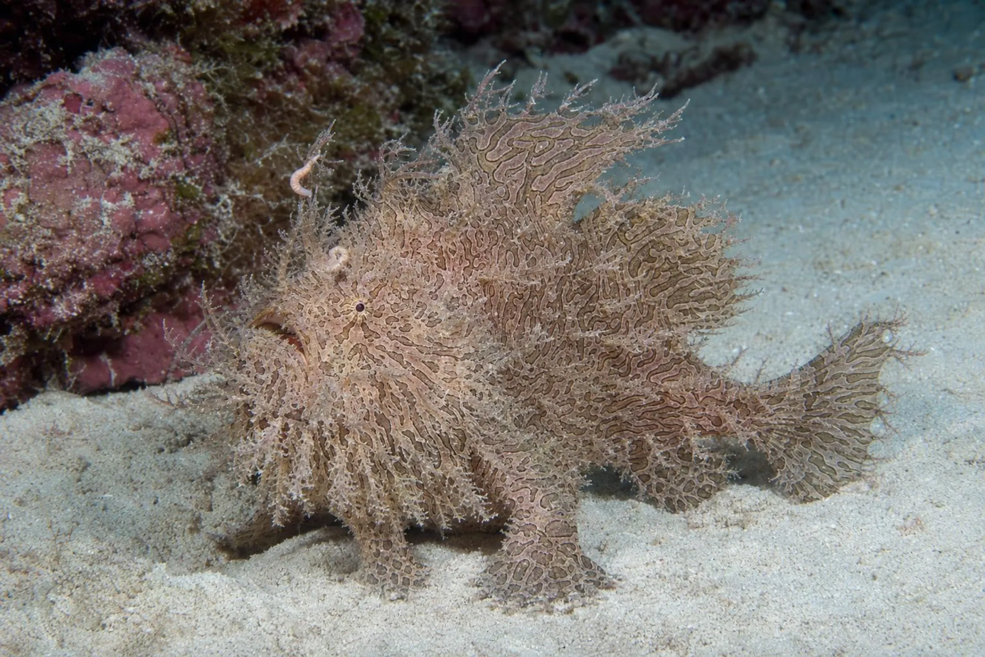 Streifen Anglerfisch, Antennarius striatus