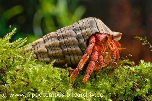 Erdbeer Landeinsiedlerkrebs, Coenobita perlatus