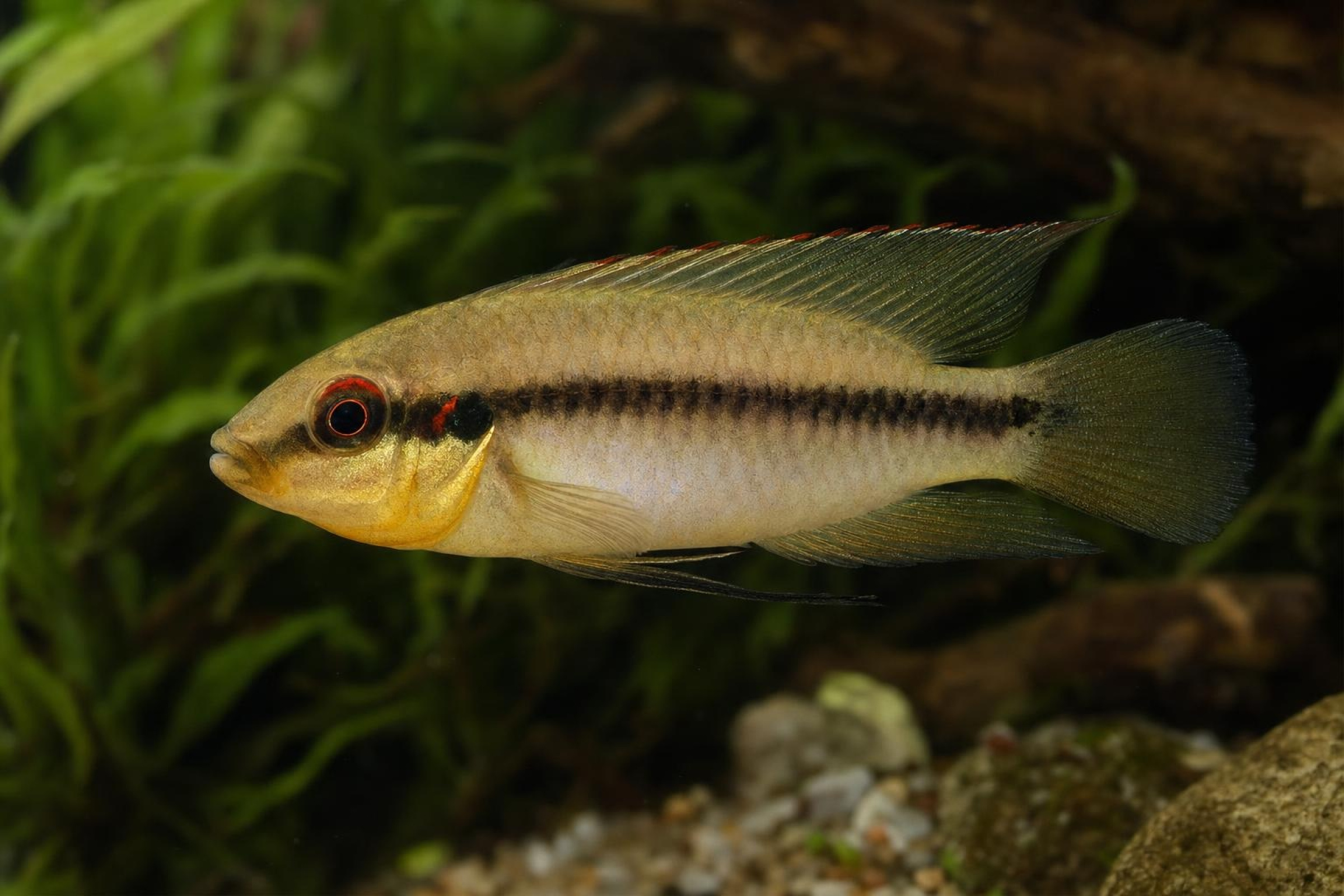 Roloffs Prachtbuntbarsch „Soukou“, Pelvicachromis roloffi