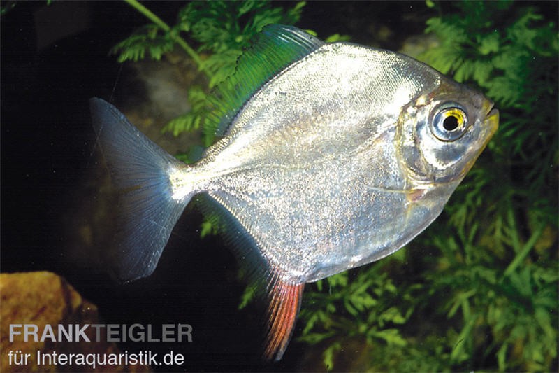 Haken-Scheibensalmler, Myleus rubripinnis